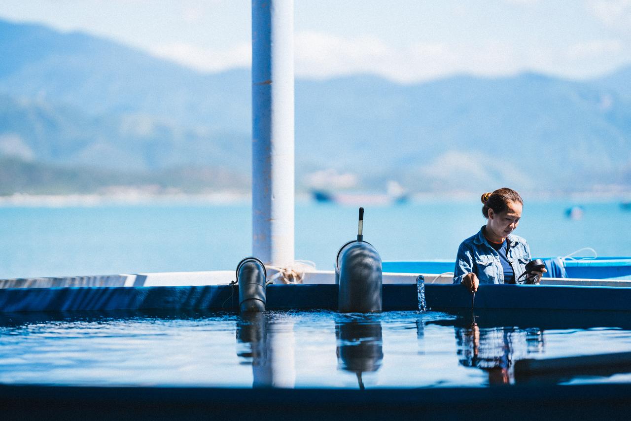 Trại nuôi cá chẽm Australis