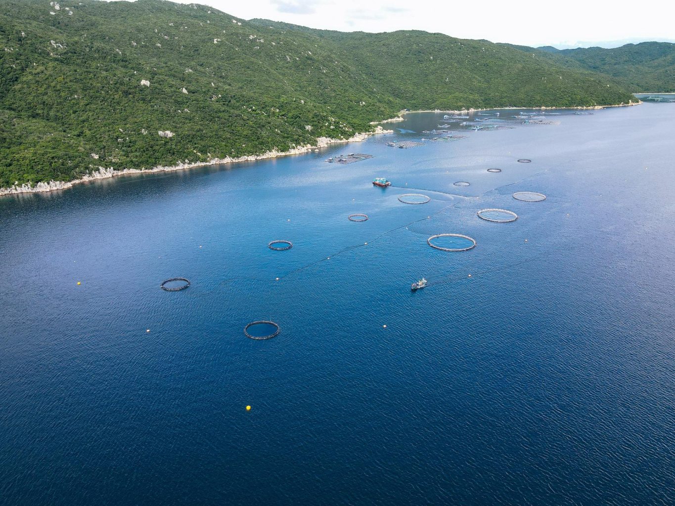 Trại nuôi cá chẽm Vịnh Vân Phong