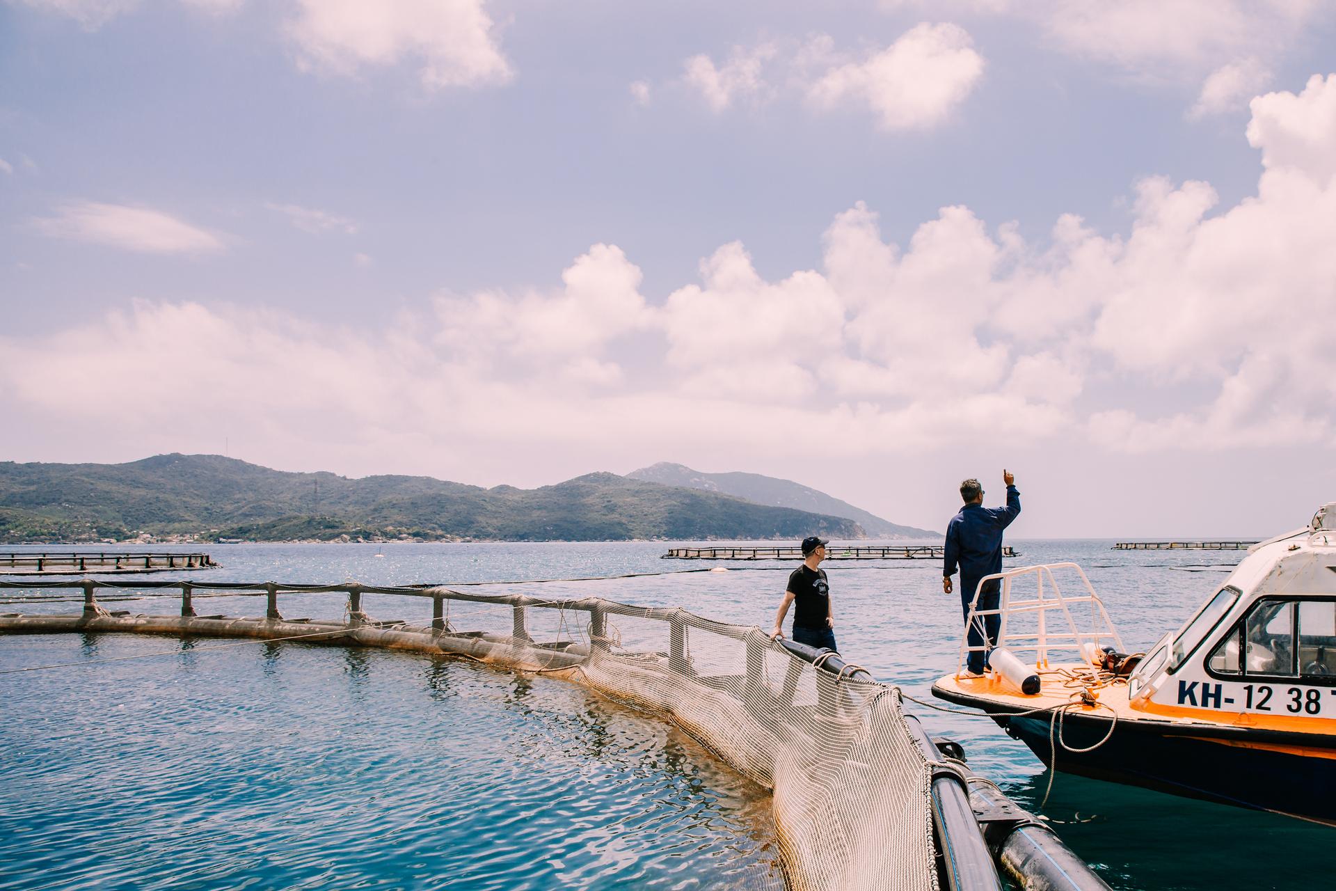 Trại nuôi cá chẽm của Australis trên Vịnh Vân Phong